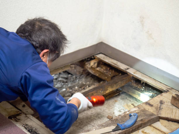 Best Affordable Mold Removal  in Massac, KY