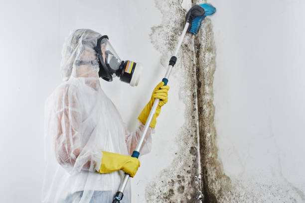 Best Office Mold Removal Services  in Massac, KY