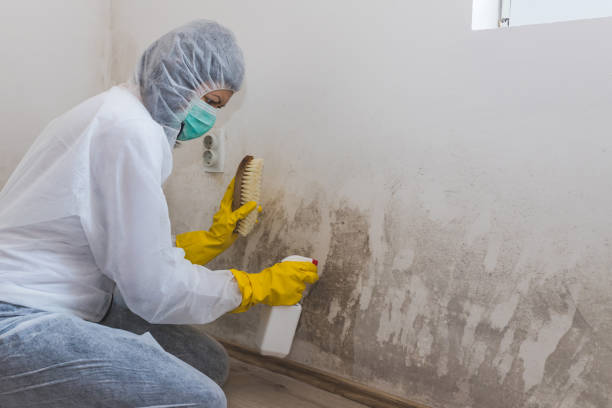 Best Office Mold Removal Services  in Massac, KY