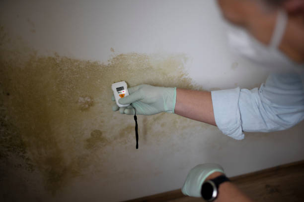 Best Toxic Mold Removal  in Massac, KY