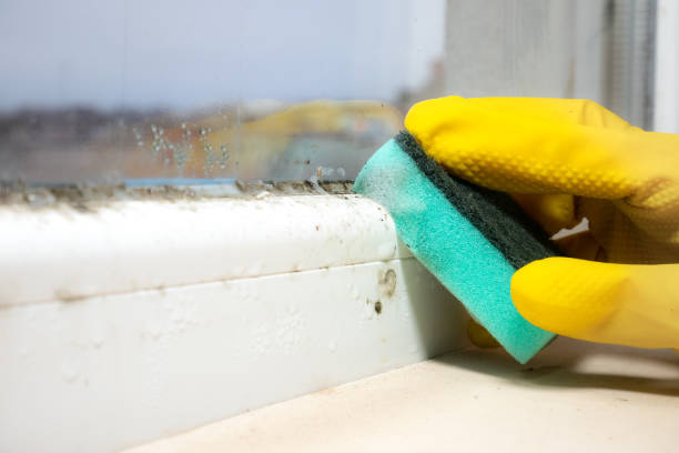 Best Same-Day Mold Removal  in Massac, KY