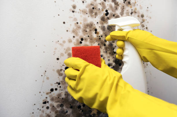 Best Commercial Mold Removal  in Massac, KY
