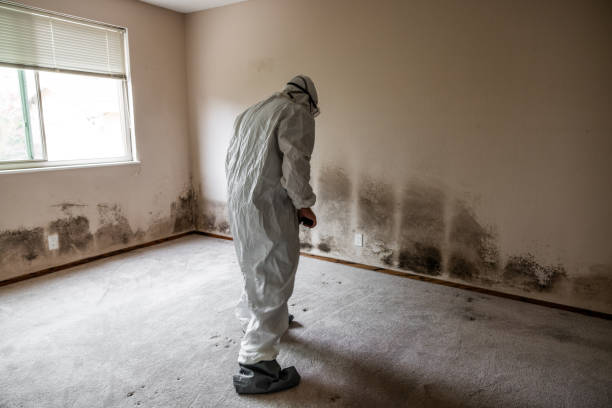Best Mold Testing  in Massac, KY