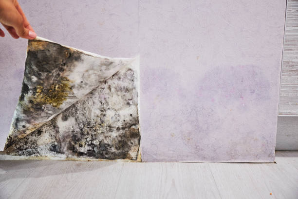 Best Mold Remediation Services  in Massac, KY